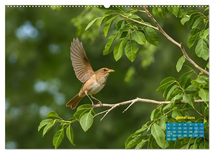 Produktbild: Singers from our regions - Our intimate nature (Wall Calendar 2026 DIN A2 landscape), CALVENDO 12 Month Wall Calendar