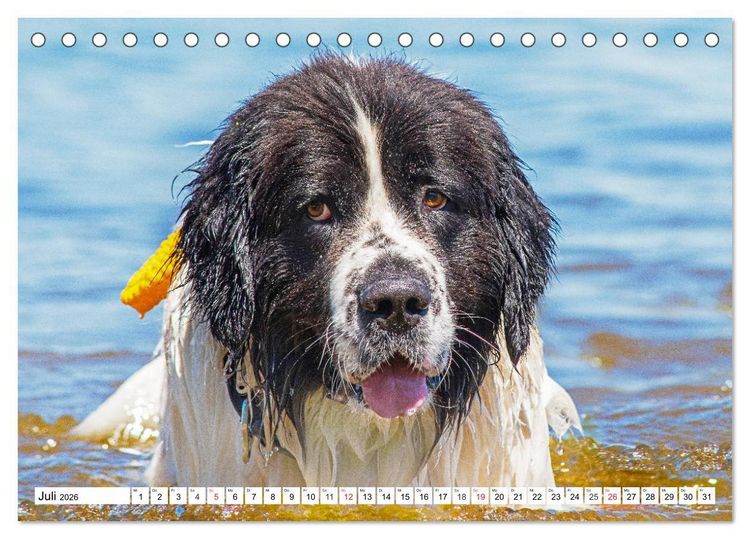 Produktbild: Landseer - Ein starker Freund auf 4 Pfoten (Tischkalender 2026 DIN A5 quer), CALVENDO Monatskalender