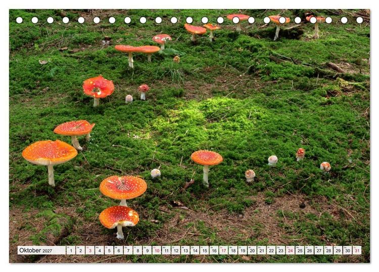 Produktbild: Pilze - tolle Funde (Tischkalender 2027 DIN A5 quer), CALVENDO Monatskalender