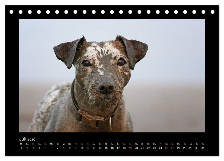 Produktbild: Die Parsons (Tischkalender 2026 DIN A5 quer), CALVENDO Monatskalender