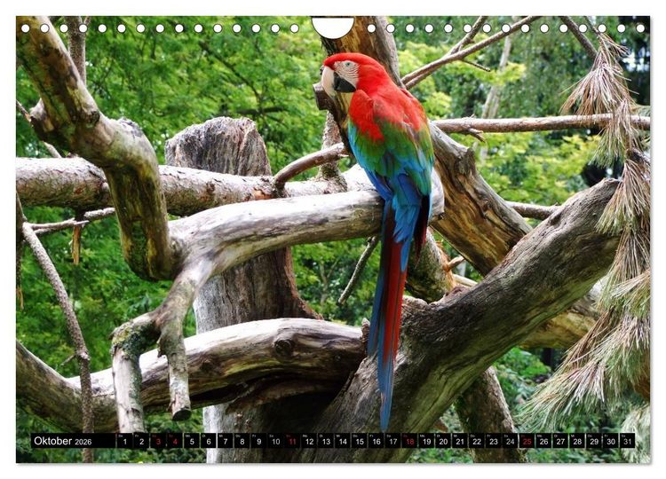 Produktbild: Papageien. Bunt, laut und klug (Wandkalender 2026 DIN A4 quer), CALVENDO Monatskalender