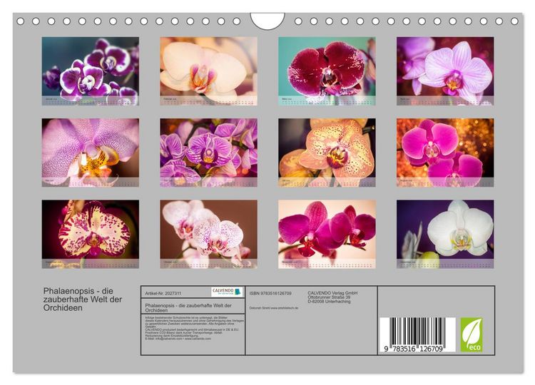 Produktbild: Phalaenopsis - die zauberhafte Welt der Orchideen (Wandkalender 2026 DIN A4 quer), CALVENDO Monatskalender