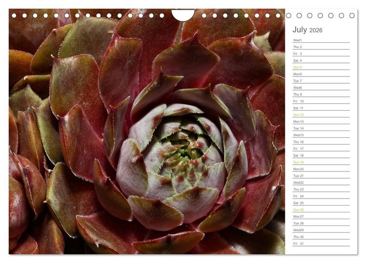 Produktbild: Sempervivum Fascinating Succulents (Wall Calendar 2026 DIN A4 landscape), CALVENDO 12 Month Wall Calendar