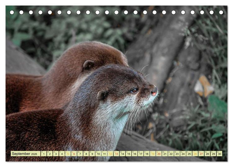 Produktbild: Fischotter - putzige Kerlchen und elegante Schwimmer (Tischkalender 2026 DIN A5 quer), CALVENDO Monatskalender