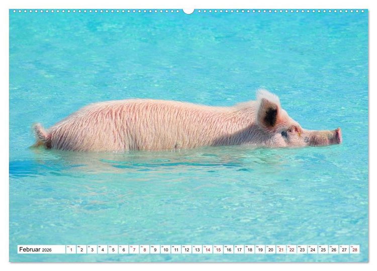 Produktbild: Schweine im Dauerurlaub auf den Bahamas! (hochwertiger Premium Wandkalender 2026 DIN A2 quer), Kunstdruck in Hochglanz