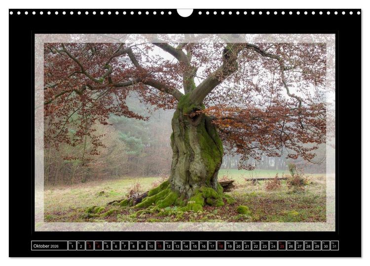 Produktbild: Zauberwald HALLOH (Wandkalender 2026 DIN A3 quer), CALVENDO Monatskalender