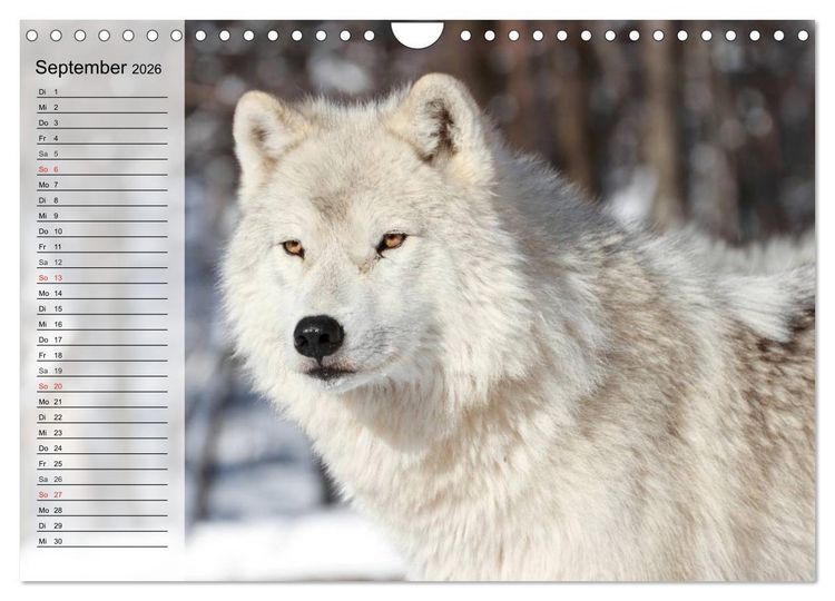 Produktbild: W&ouml;lfe. Graue Eminenzen (Wandkalender 2026 DIN A4 quer), CALVENDO Monatskalender