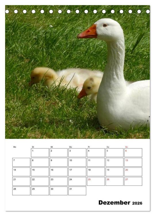 Produktbild: Gl&uuml;ckliche G&auml;nse (Tischkalender 2026 DIN A5 hoch), CALVENDO Monatskalender