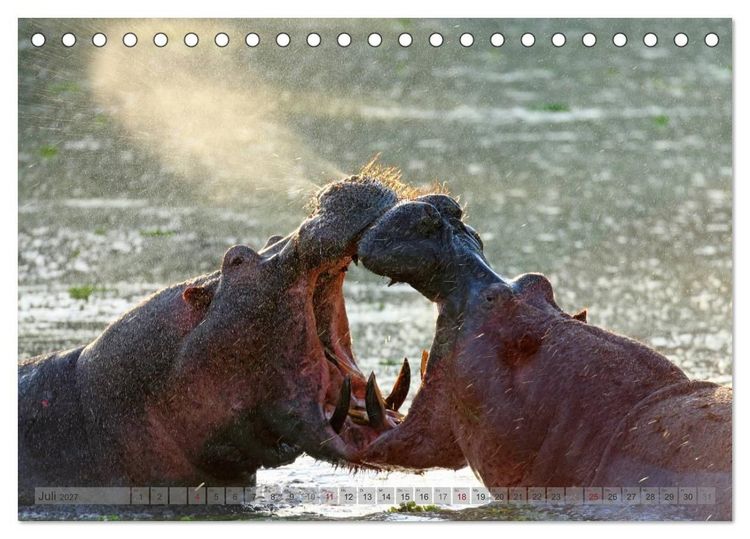 Produktbild: Flusspferde Magie des Augenblicks - Hippos in Afrika (Tischkalender 2027 DIN A5 quer), CALVENDO Monatskalender