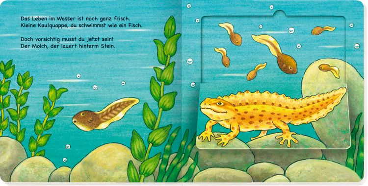 Produktbild: Kleine Wunder der Natur: Vom Ei zum Frosch
