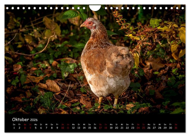 Produktbild: Neues von den Gartenh&uuml;hnern (Wandkalender 2026 DIN A4 quer), CALVENDO Monatskalender