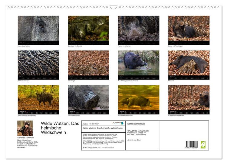 Produktbild: Wilde Wutzen. Das heimische Wildschwein (Wandkalender 2026 DIN A2 quer), CALVENDO Monatskalender