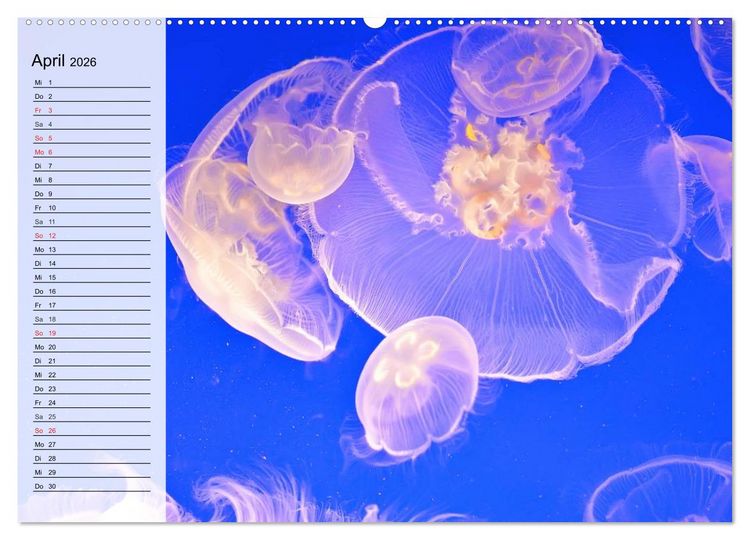 Produktbild: Quallen. &Auml;therische Wunderwesen (hochwertiger Premium Wandkalender 2026 DIN A2 quer), Kunstdruck in Hochglanz