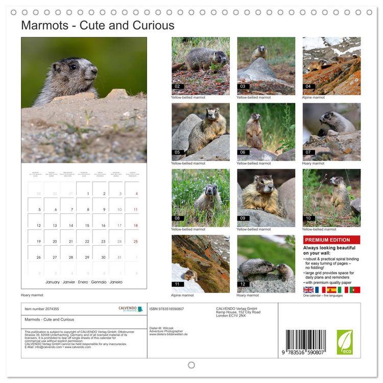 Produktbild: Marmots - Cute and Curious (Wall Calendar 2026 12 &times; 12 Inch) CALVENDO 12 Month Wall Calendar