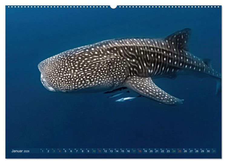 Produktbild: Big Five Australiens Buckelwal, Walhai, Orca, Quokka,K&auml;nguru (hochwertiger Premium Wandkalender 2026 DIN A2 quer), Kunstdruck in Hochglanz