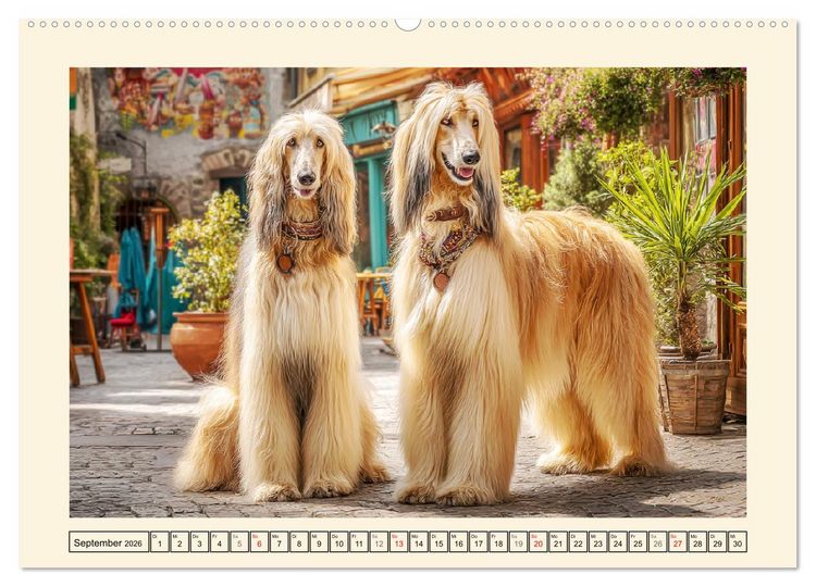 Produktbild: Afghanischer Windhund. Eleganter Sichtj&auml;ger und sensibler Couch-Potatoe (Wandkalender 2026 DIN A2 quer), CALVENDO Monatskalender