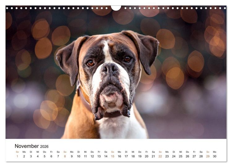 Produktbild: Deutscher Boxer (Wandkalender 2026 DIN A3 quer), CALVENDO Monatskalender
