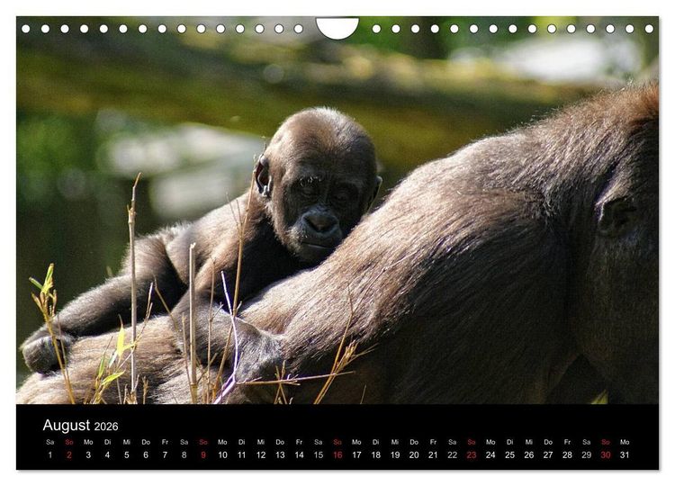 Produktbild: Gorillas - Die sanften Wilden (Wandkalender 2026 DIN A4 quer), CALVENDO Monatskalender