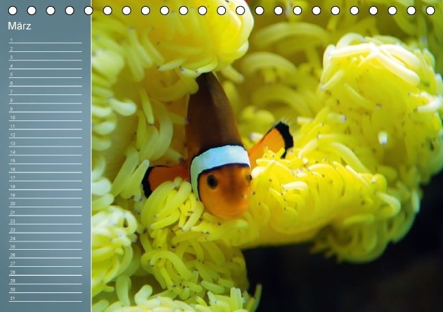 Produktbild: Bunte Riffbewohner - Fische, Anemonen und noch viel mehr (Tischkalender immerw&auml;hrend DIN A5 quer)