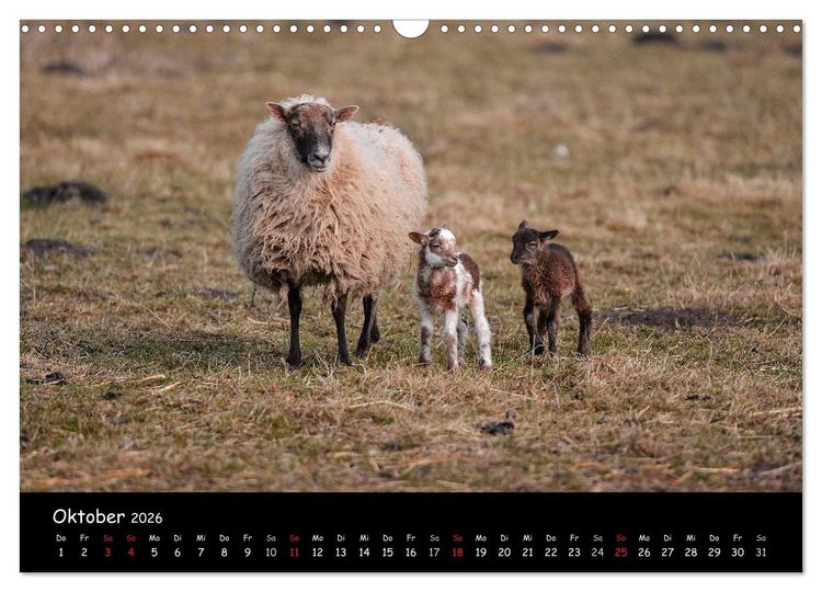 Produktbild: Schafe und L&auml;mmer (Wandkalender 2026 DIN A3 quer), CALVENDO Monatskalender