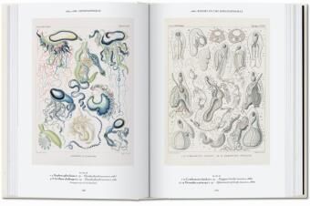 Produktbild: The Art and Science of Ernst Haeckel