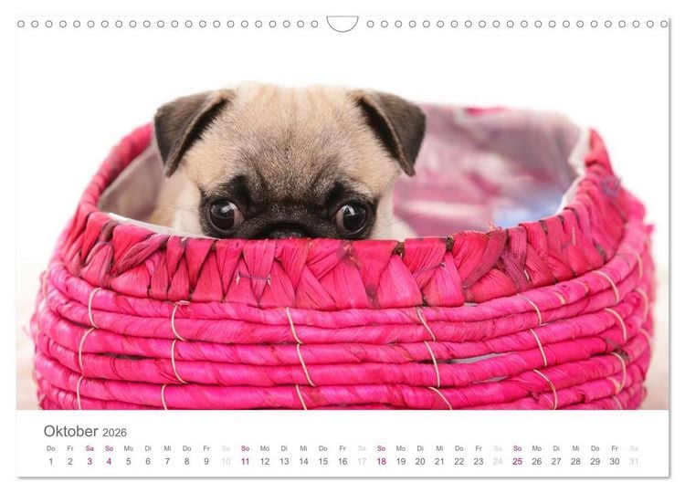 Produktbild: Mopswelpe Emma (Wandkalender 2026 DIN A3 quer), CALVENDO Monatskalender