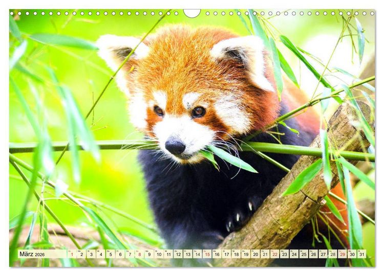 Produktbild: Roter Panda. Die superknuddeligen Katzenb&auml;ren (Wandkalender 2026 DIN A3 quer), CALVENDO Monatskalender