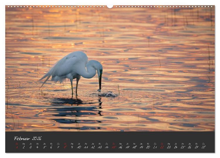 Produktbild: Natur erleben Seewinkel-Neusiedlersee (hochwertiger Premium Wandkalender 2026 DIN A2 quer), Kunstdruck in Hochglanz