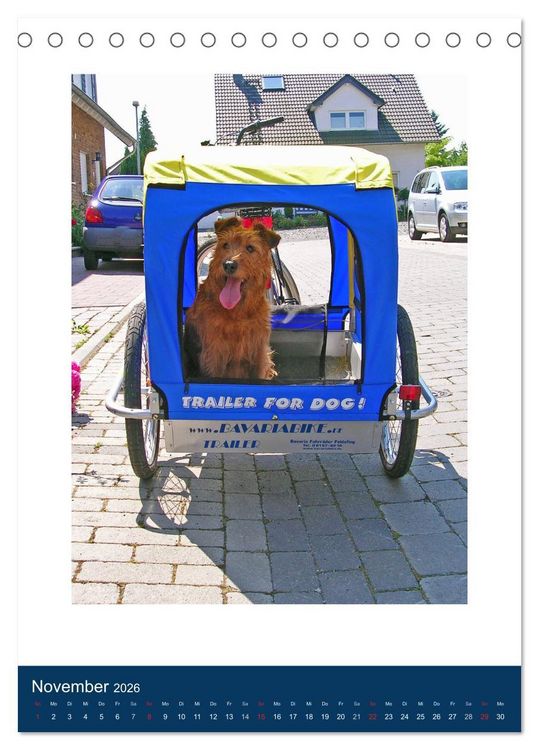 Produktbild: Kelly - Ein Irish Terrier macht Urlaub (Tischkalender 2026 DIN A5 hoch), CALVENDO Monatskalender