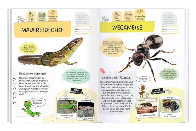 Produktbild: Expedition Natur Rätseln, Stickern, Bestimmen - Insekten & Co.