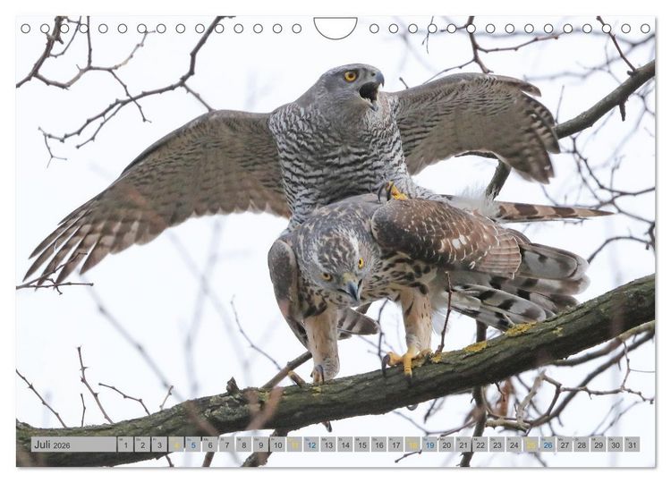 Produktbild: Habicht - aus dem Leben eines imposanten Greifvogels (Wandkalender 2026 DIN A4 quer), CALVENDO Monatskalender