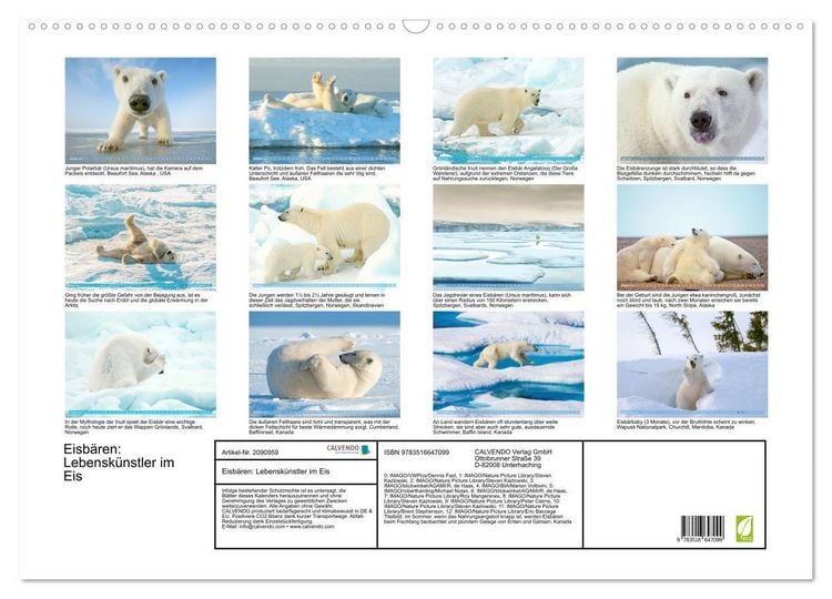 Produktbild: Eisb&auml;ren: Lebensk&uuml;nstler im Eis (Wandkalender 2026 DIN A2 quer), CALVENDO Monatskalender