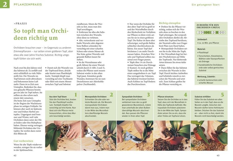 Produktbild: Orchideen pflegen