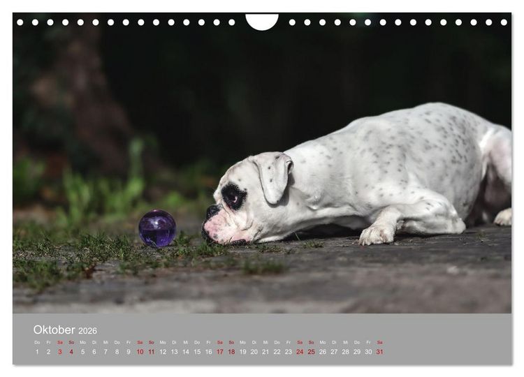 Produktbild: Fantastische Boxer - Sieger der Herzen (Wandkalender 2026 DIN A4 quer), CALVENDO Monatskalender