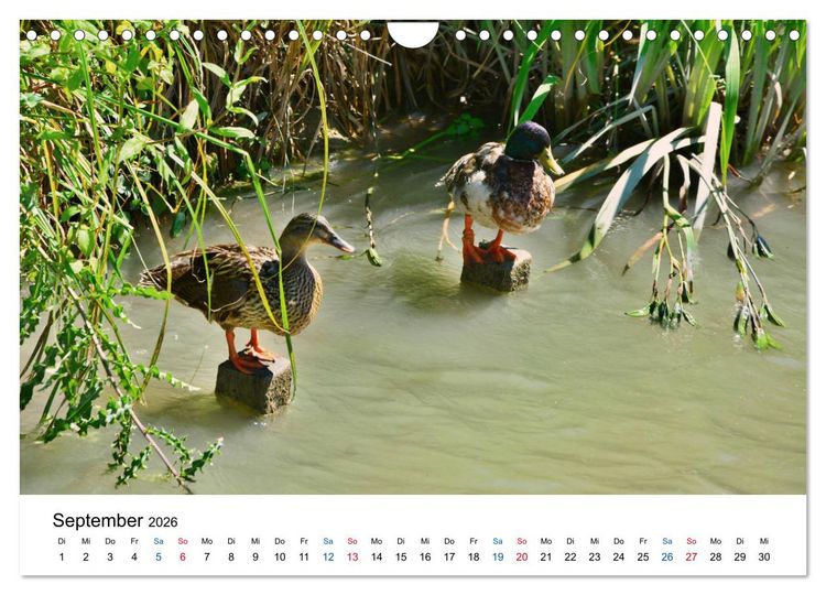 Produktbild: Unterwegs am Canal du Midi (Wandkalender 2026 DIN A4 quer), CALVENDO Monatskalender