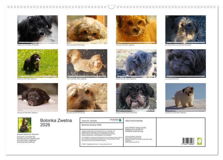 Produktbild: Bolonka Zwetna 2026 (Wandkalender 2026 DIN A2 quer), CALVENDO Monatskalender