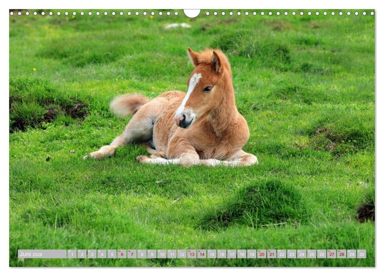 Produktbild: Islandpferde - Die tierischen Stars der Insel (Wandkalender 2026 DIN A3 quer), CALVENDO Monatskalender