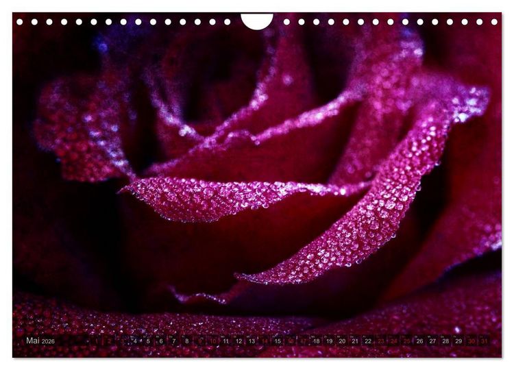 Produktbild: Gothic Rose - Rosen aus dem Garten der Finsternis (Wandkalender 2026 DIN A4 quer), CALVENDO Monatskalender