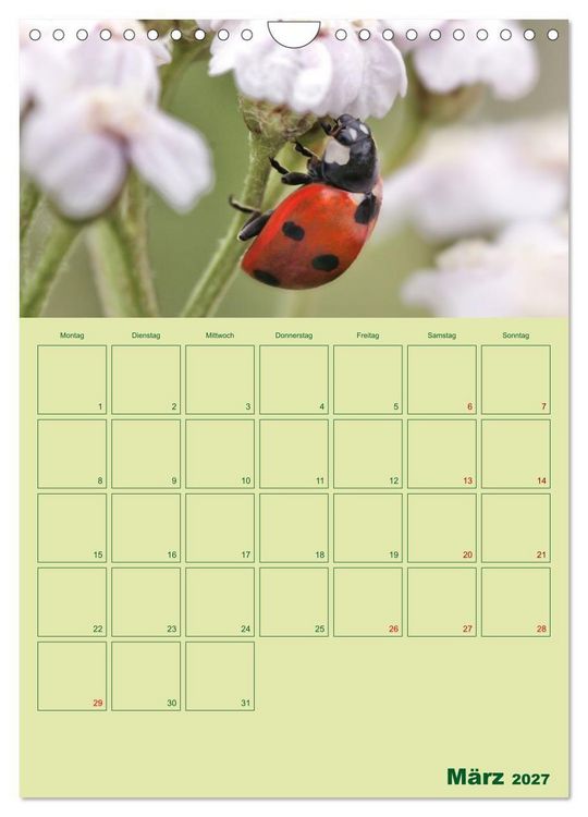 Produktbild: Die Welt der Insekten (Wandkalender 2027 DIN A4 hoch), CALVENDO Monatskalender
