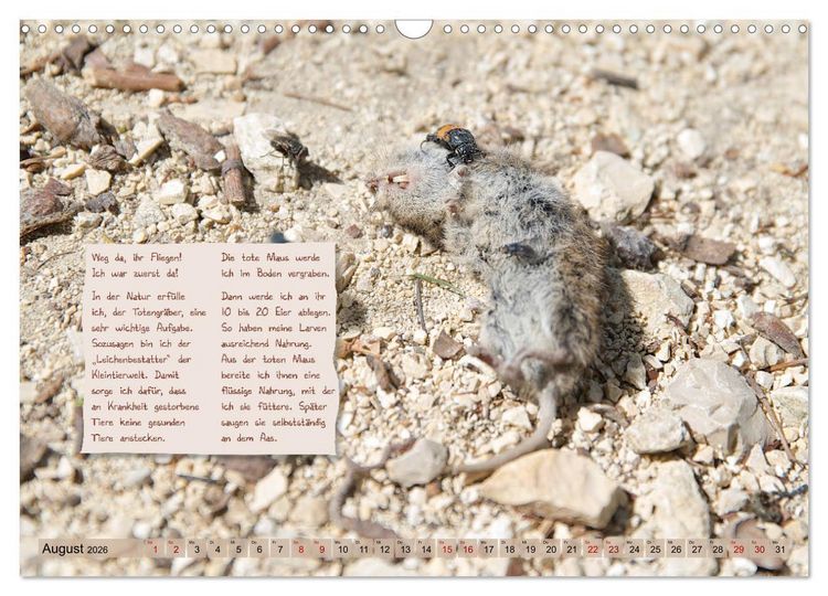 Produktbild: GEOclick Lernkalender: Insekten (Wandkalender 2026 DIN A3 quer), CALVENDO Monatskalender