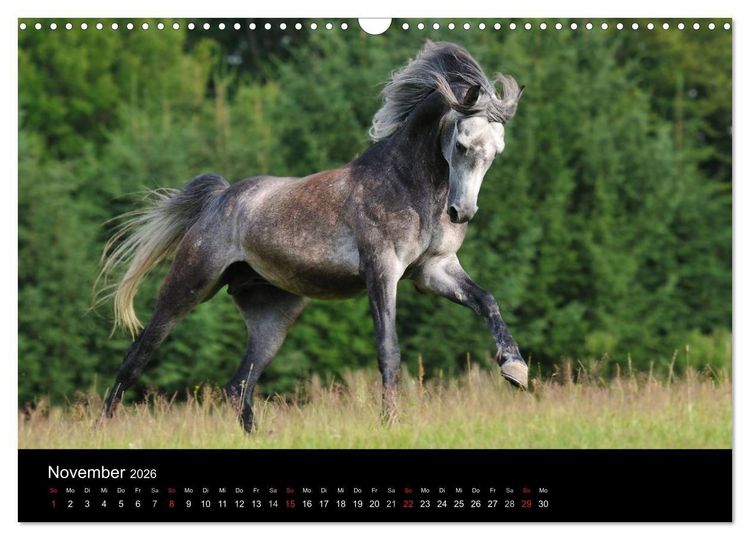 Produktbild: Pferdekalender (Wandkalender 2026 DIN A3 quer), CALVENDO Monatskalender