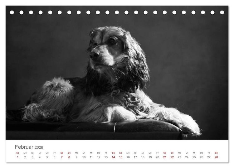 Produktbild: Hundeportraits Fine Art (Tischkalender 2026 DIN A5 quer), CALVENDO Monatskalender