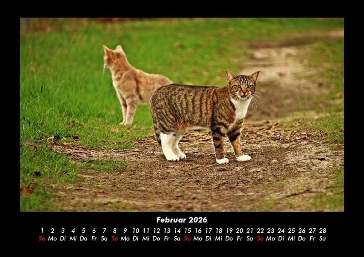 Produktbild: F&uuml;r Katzenfreunde 2026 Fotokalender DIN A3