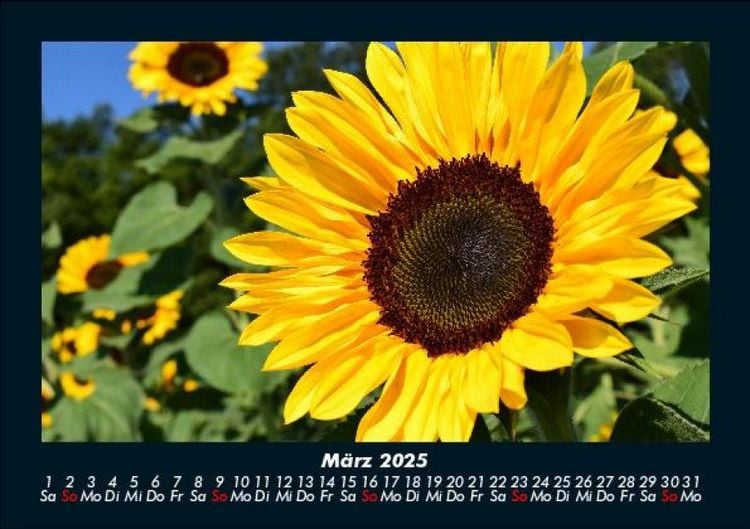 Produktbild: Blumentr&auml;ume 2025 Fotokalender DIN A5