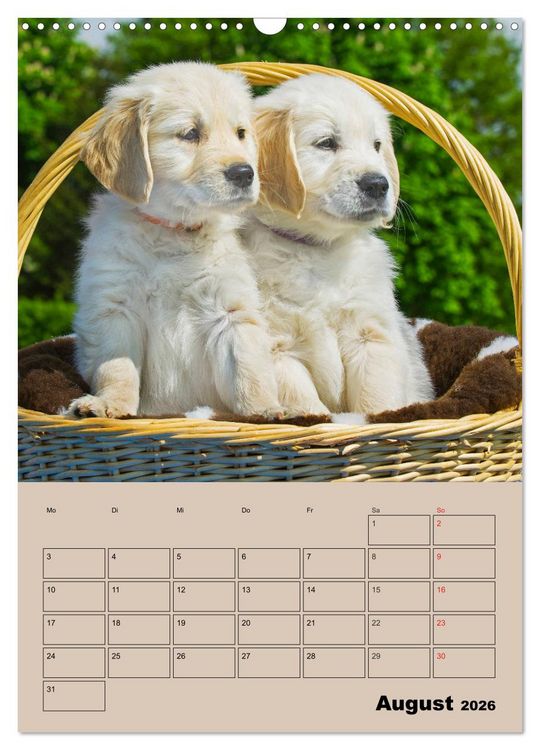 Produktbild: Jahresplaner Golden Retriever Welpen (Wandkalender 2026 DIN A3 hoch), CALVENDO Monatskalender