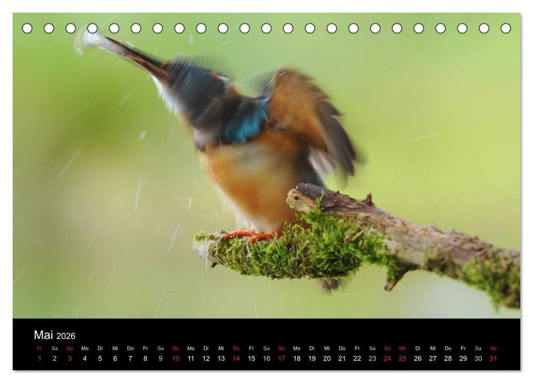Produktbild: Der Eisvogel...fliegendes Juwel (Tischkalender 2026 DIN A5 quer), CALVENDO Monatskalender