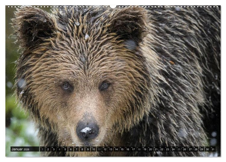 Produktbild: Braunb&auml;ren in Europa (hochwertiger Premium Wandkalender 2026 DIN A2 quer), Kunstdruck in Hochglanz