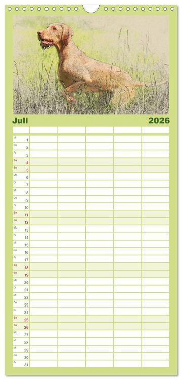 Produktbild: Familienplaner 2026 - Magyar Vizsla 2026 mit 5 Spalten (Wandkalender, 21 x 45 cm) CALVENDO