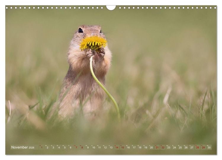 Produktbild: Zauberhafte Ziesel (Wandkalender 2026 DIN A3 quer), CALVENDO Monatskalender