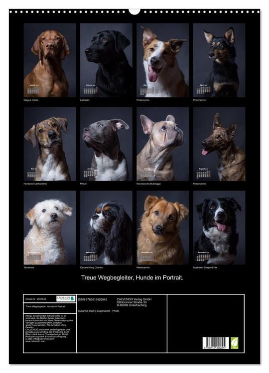 Produktbild: Treue Wegbegleiter, Hunde im Portrait. (Wandkalender 2026 DIN A2 hoch), CALVENDO Monatskalender
